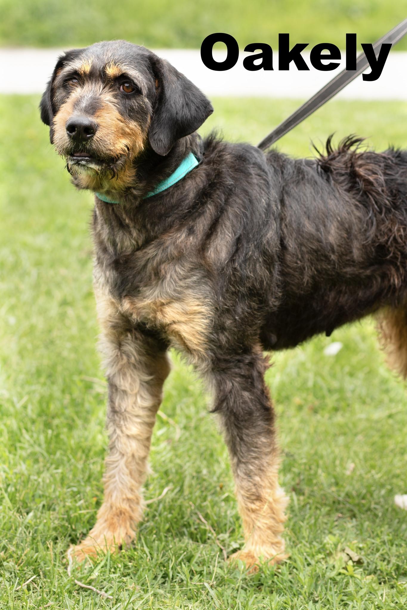 Enlarge Oakely, an adopted Mixed Breed in Macomb, IL image 1/1