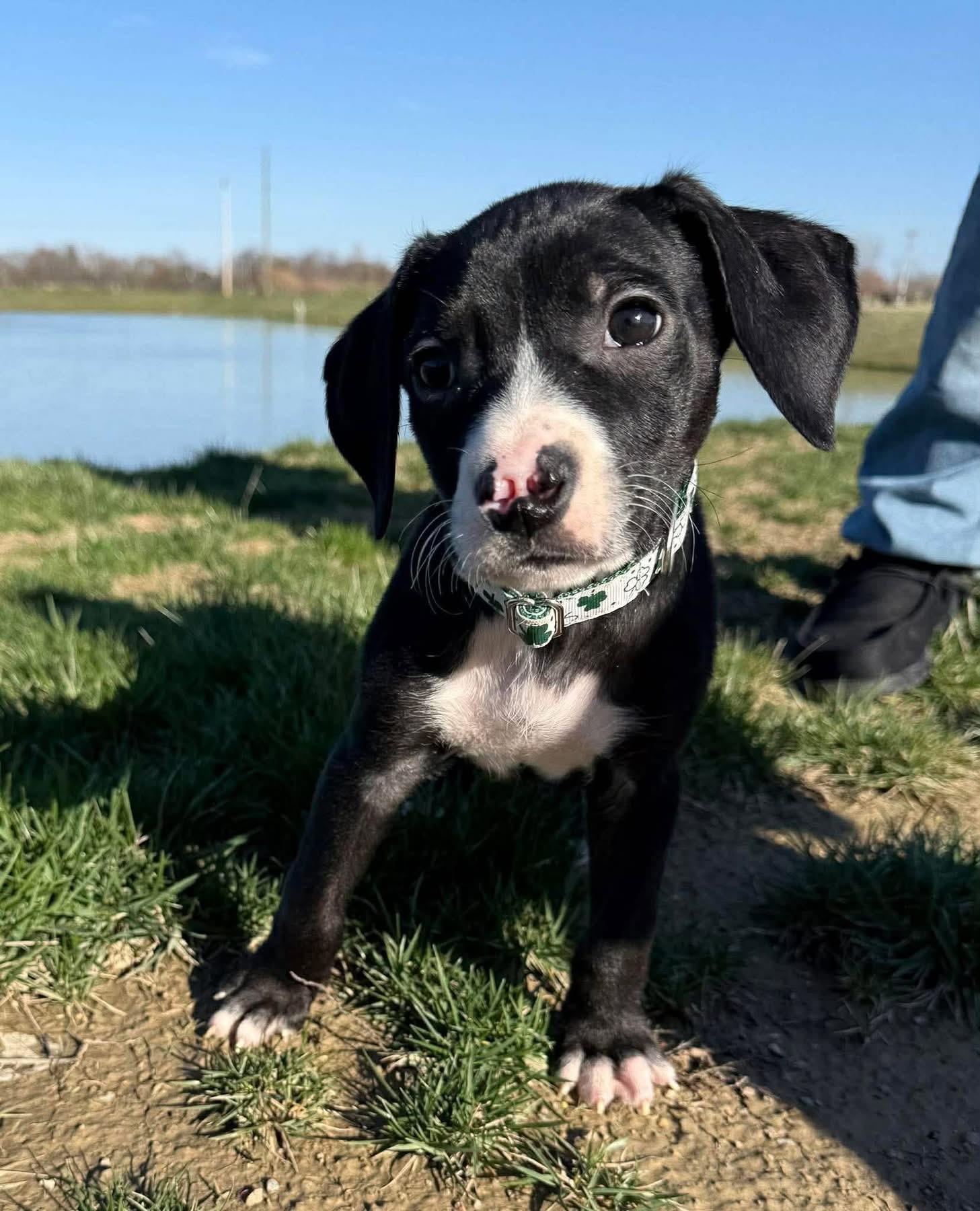 Enlarge Brody, a ADOPTABLE Mixed Breed in Fountaintown, IN image 1/6