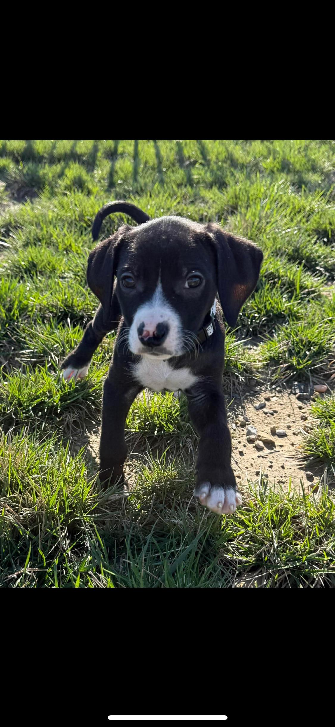 Enlarge Brody, a ADOPTABLE Mixed Breed in Fountaintown, IN image 5/6