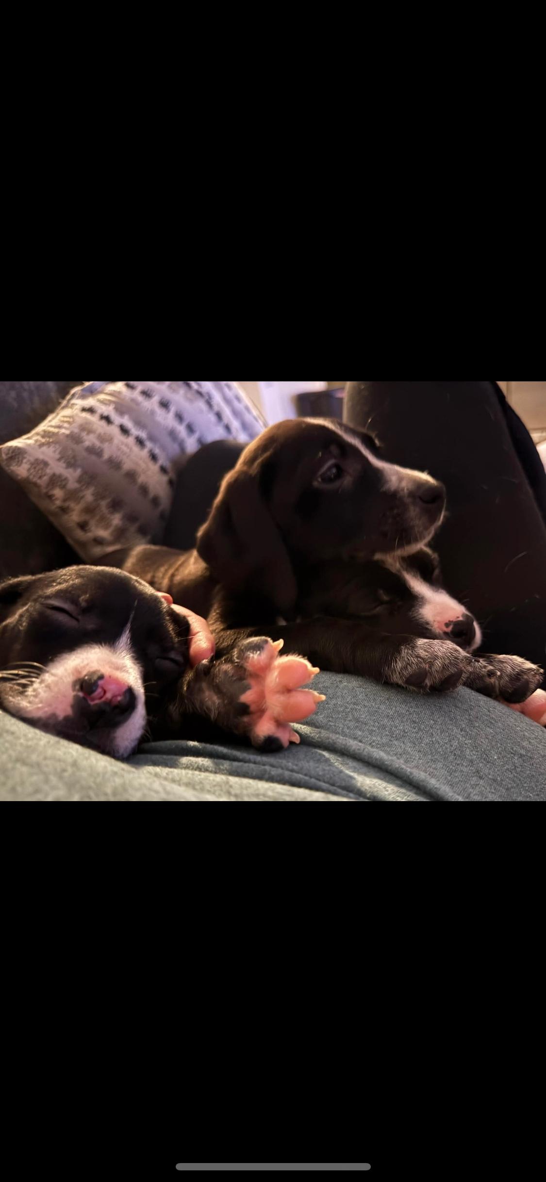 Enlarge Brody, a ADOPTABLE Mixed Breed in Fountaintown, IN image 2/6