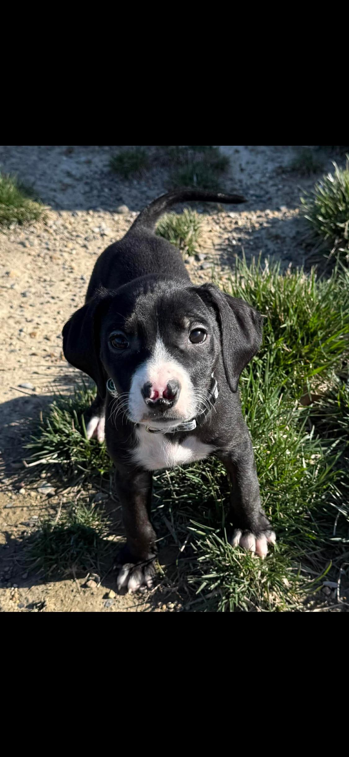 Enlarge Brody, a ADOPTABLE Mixed Breed in Fountaintown, IN image 4/6
