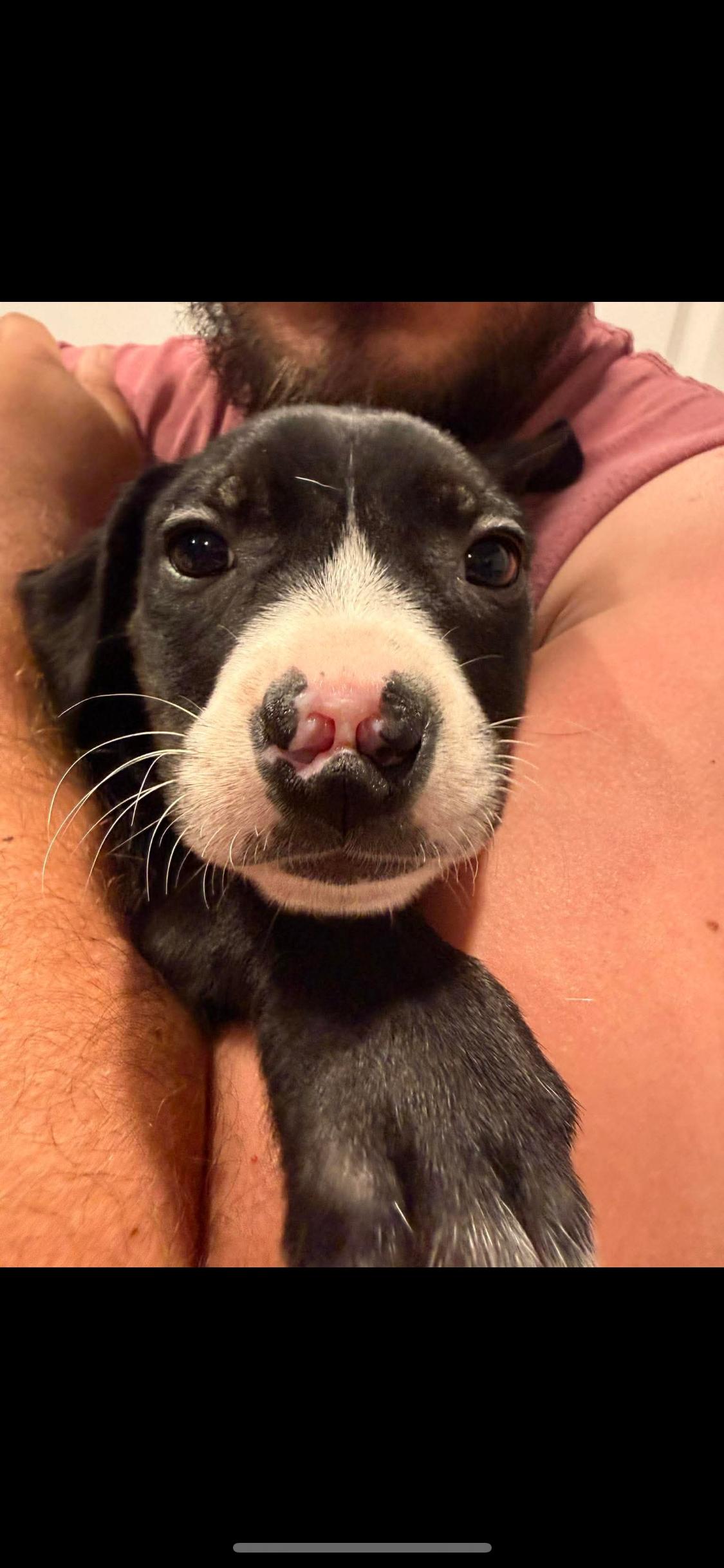 Enlarge Brody, a ADOPTABLE Mixed Breed in Fountaintown, IN image 6/6