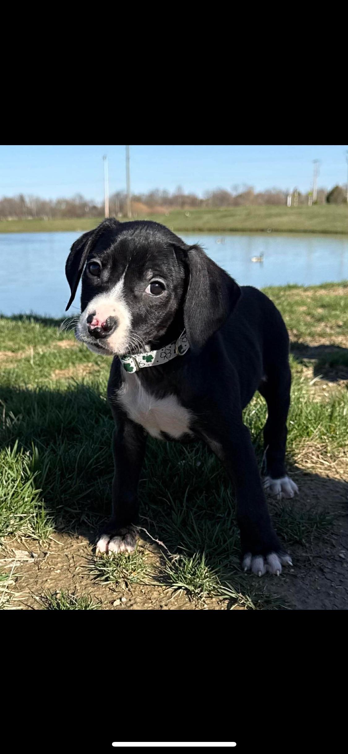 Enlarge Brody, a ADOPTABLE Mixed Breed in Fountaintown, IN image 3/6