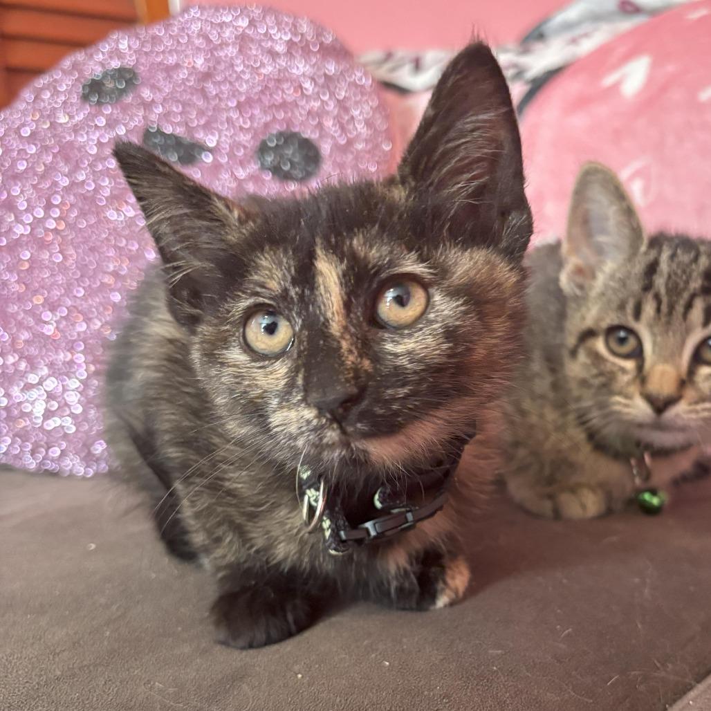 Nymphadora, Adoptable, Kitten Female Domestic Short Hair.