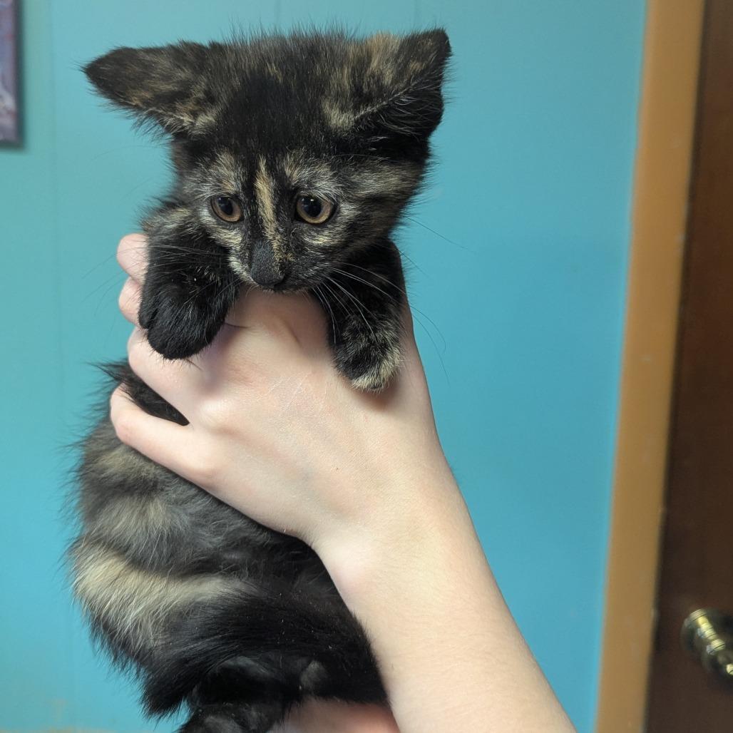 Enlarge Nymphadora, an adopted Domestic Short Hair in Johnstown, PA image 3/6