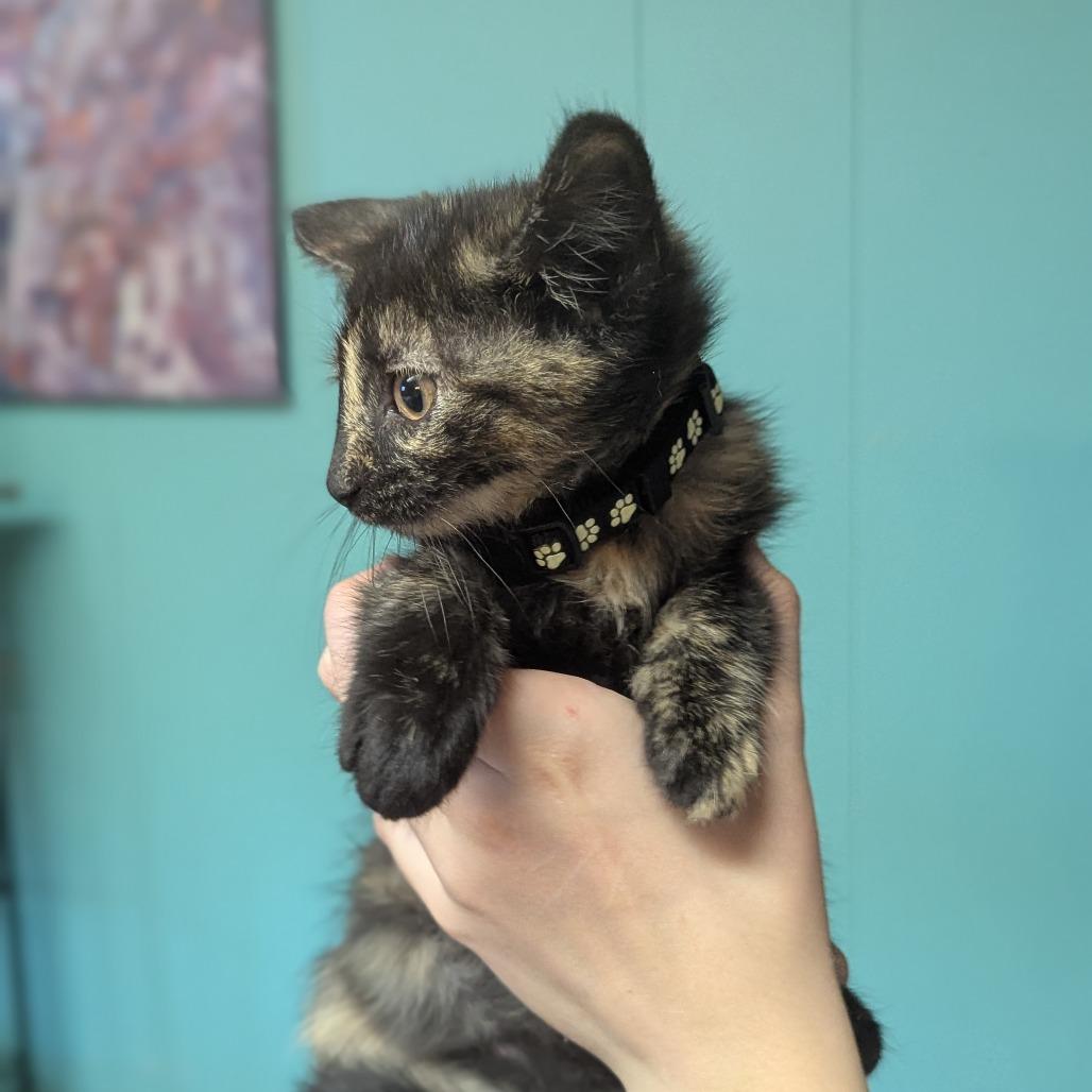 Enlarge Nymphadora, an adopted Domestic Short Hair in Johnstown, PA image 4/6