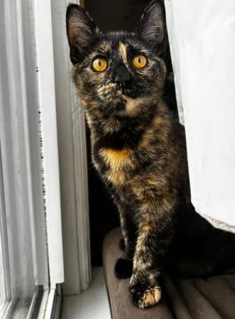 Enlarge Nymphadora, an adopted Domestic Short Hair in Johnstown, PA image 1/6