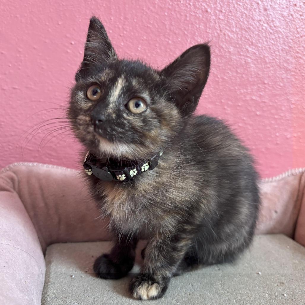 Enlarge Nymphadora, an adopted Domestic Short Hair in Johnstown, PA image 5/6