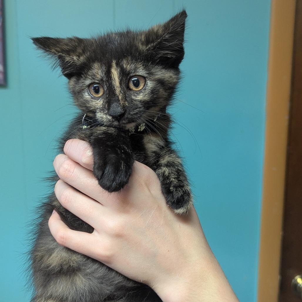 Enlarge Nymphadora, an adopted Domestic Short Hair in Johnstown, PA image 6/6