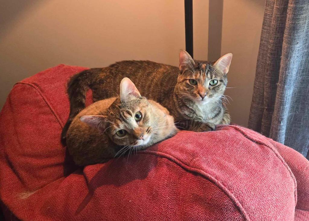 Candy, Adoptable, Adult Female Domestic Short Hair.