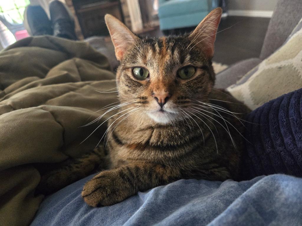 Enlarge Candy, a Adoptable mixed breed in Evans, GA image 3/6