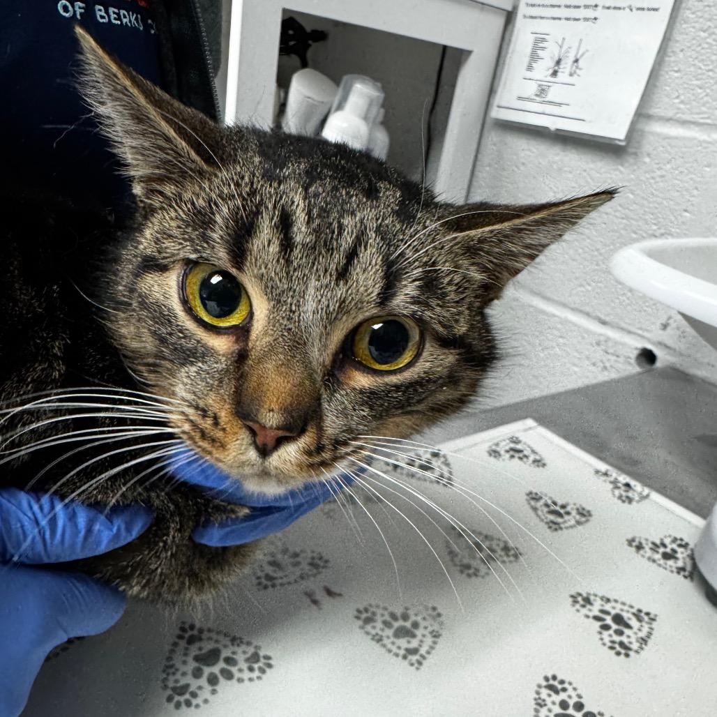 Mario (working cat), Adoptable, Young Male Domestic Short Hair.