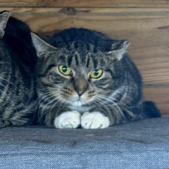 Mario (working cat), Adoptable, Young Male Domestic Short Hair.