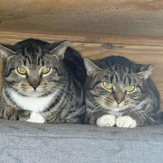 Enlarge Mario (working cat), a Adoptable Domestic Short Hair in Birdsboro, PA image 3/3