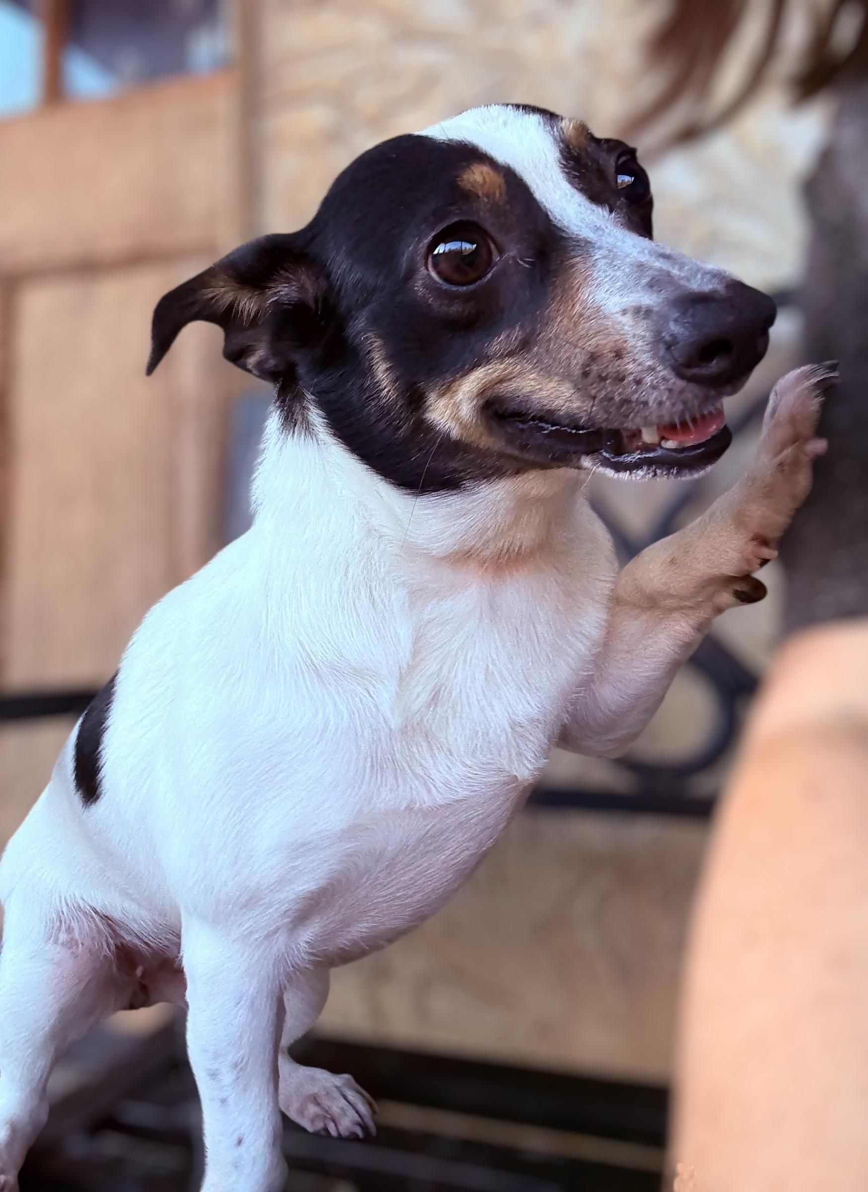 Skittles, a Adoptable mixed breed in Ooltewah, TN image 2/6
