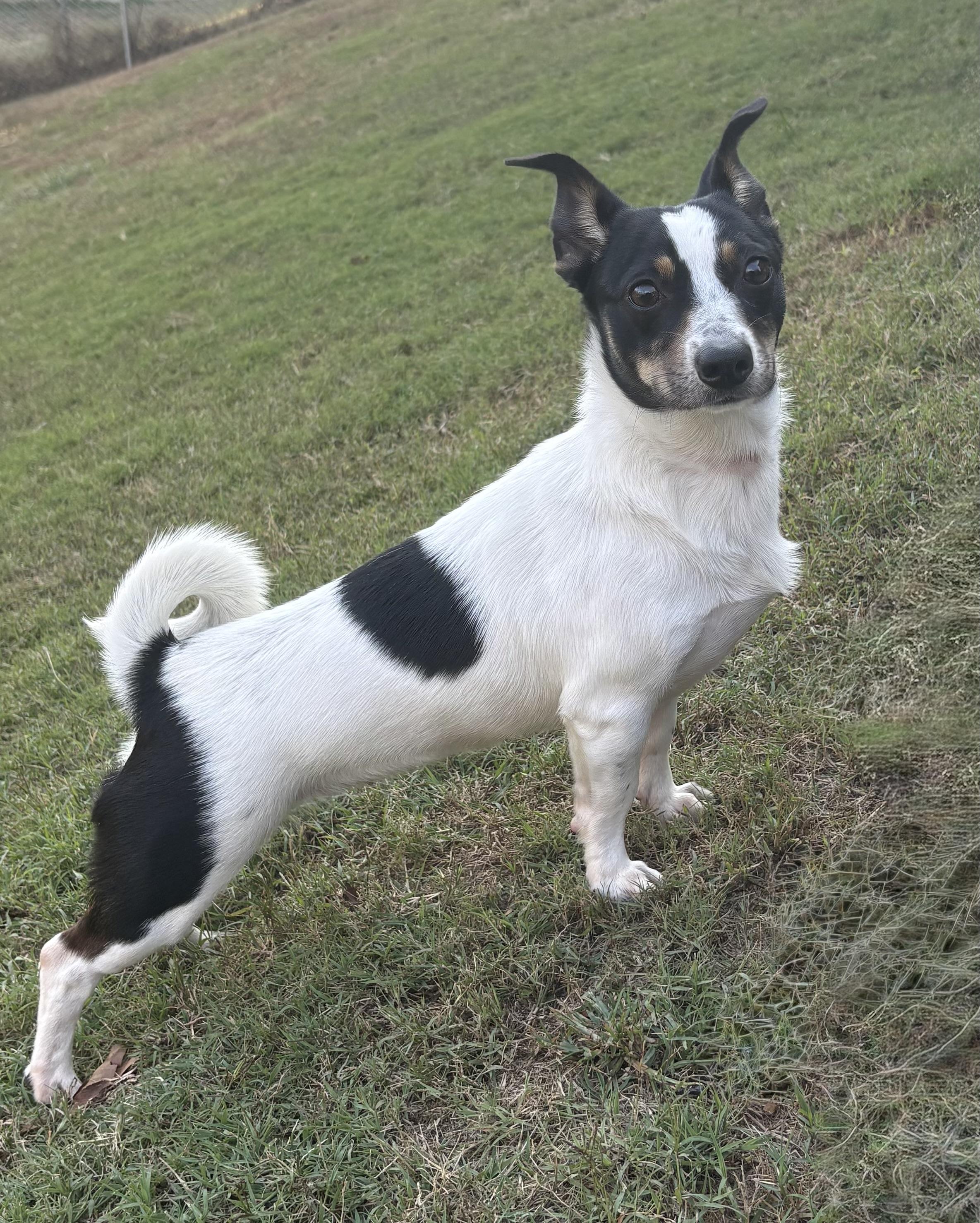 Skittles, a Adoptable mixed breed in Ooltewah, TN image 6/6