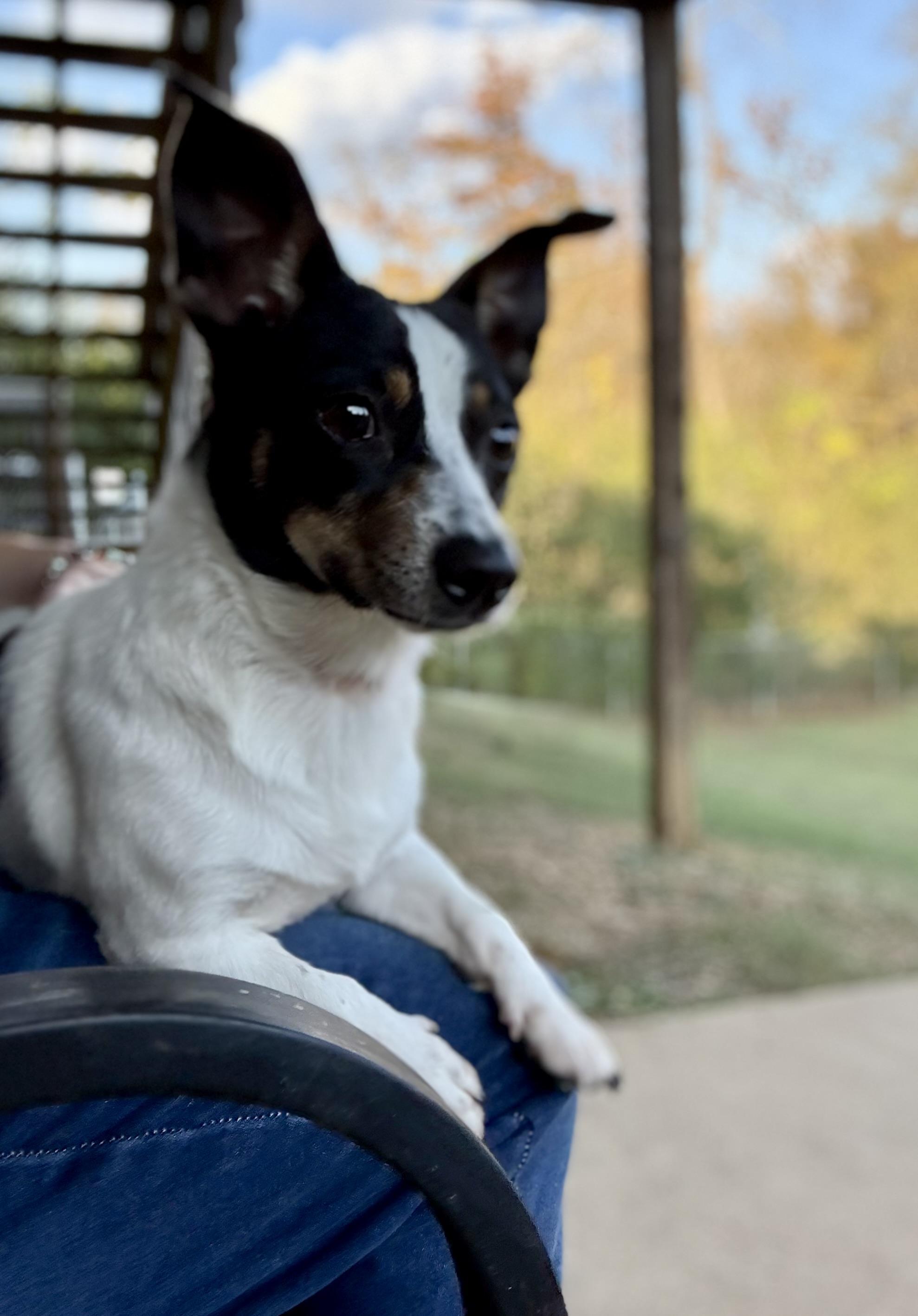 Skittles, a Adoptable mixed breed in Ooltewah, TN image 3/6