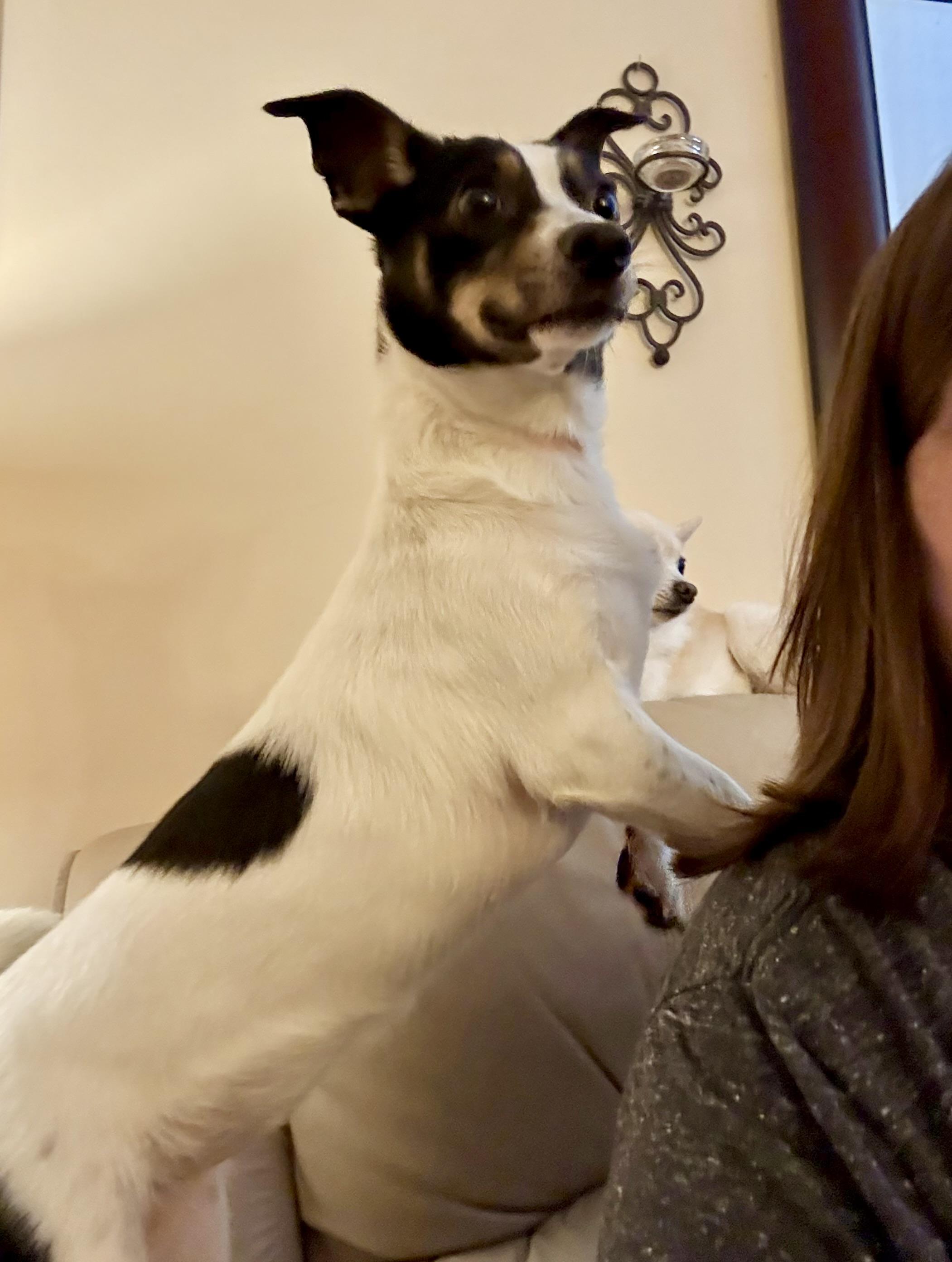 Skittles, a Adoptable mixed breed in Ooltewah, TN image 5/6