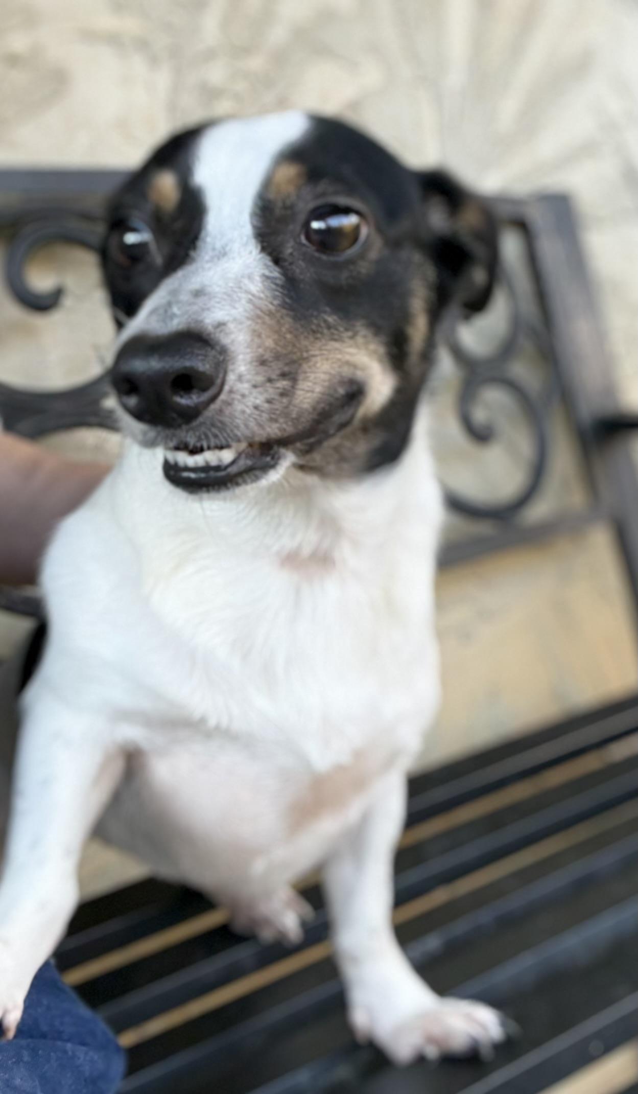 Skittles, a Adoptable mixed breed in Ooltewah, TN image 4/6