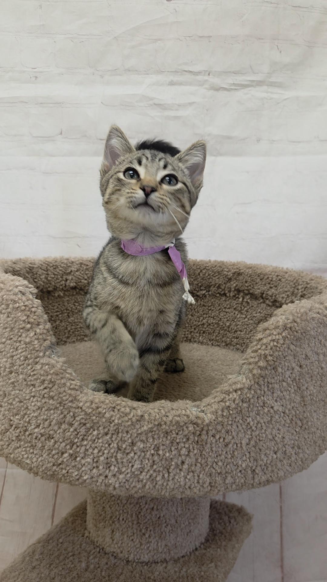 Hedgehog, Adoptable, Kitten Male Domestic Short Hair.