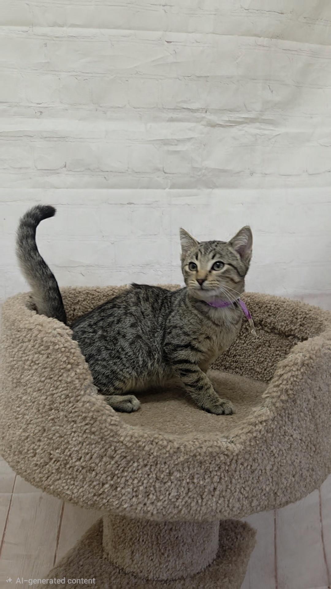 Enlarge Hedgehog, a Adoptable Domestic Short Hair in Red Wing, MN image 3/4