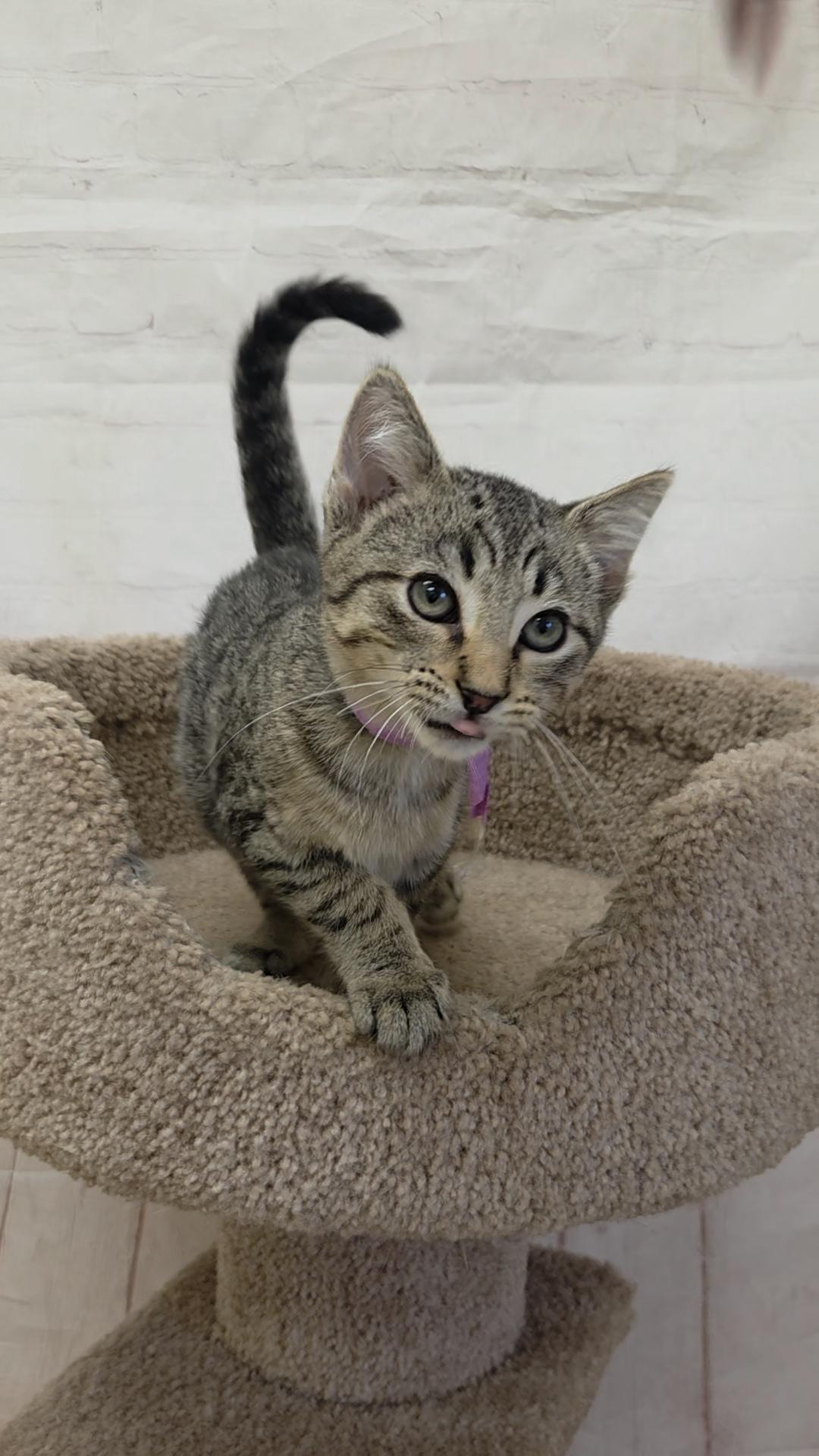 Enlarge Hedgehog, a Adoptable Domestic Short Hair in Red Wing, MN image 2/4