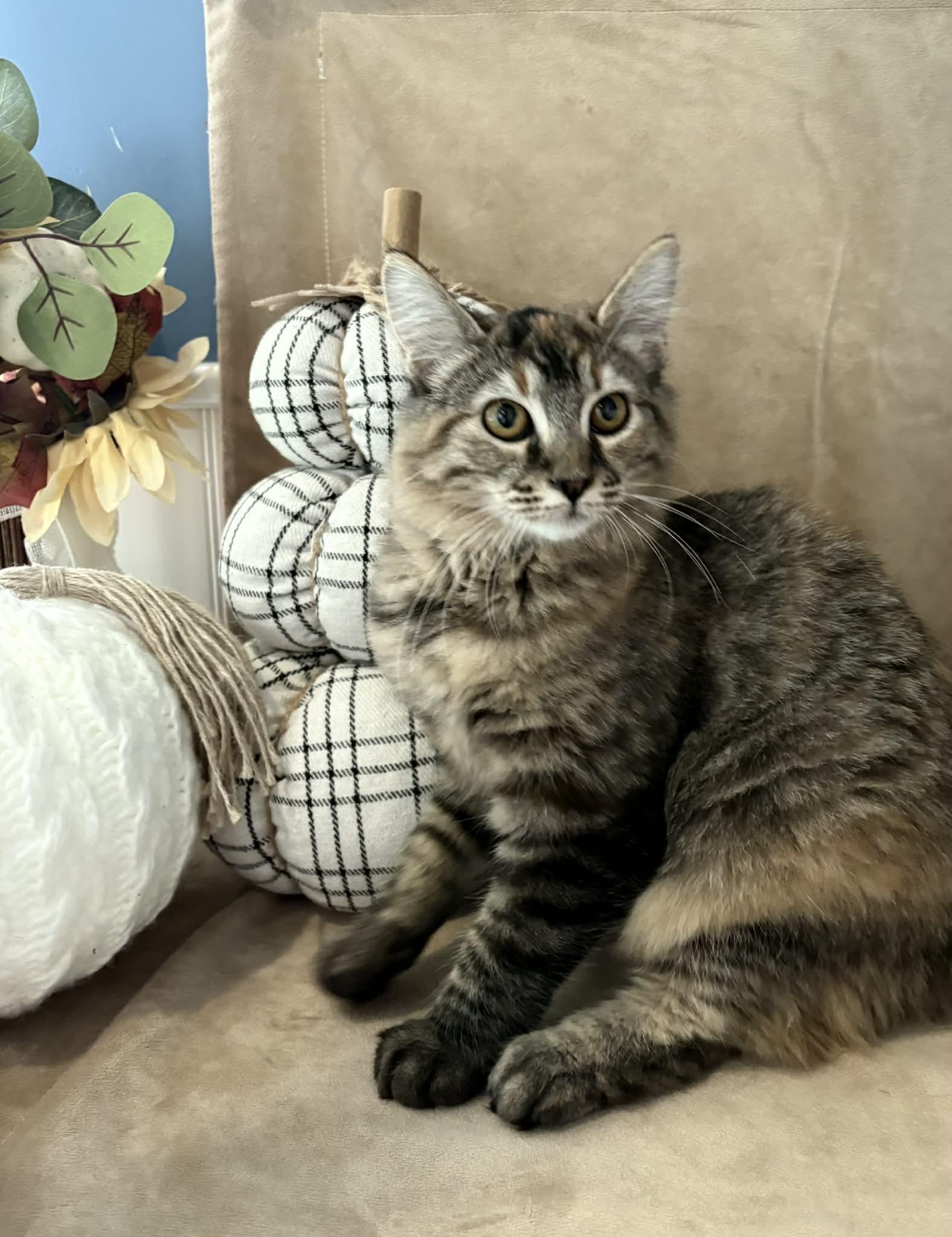 Enlarge Curly, a Adoptable Domestic Medium Hair in Barboursville, WV image 1/1