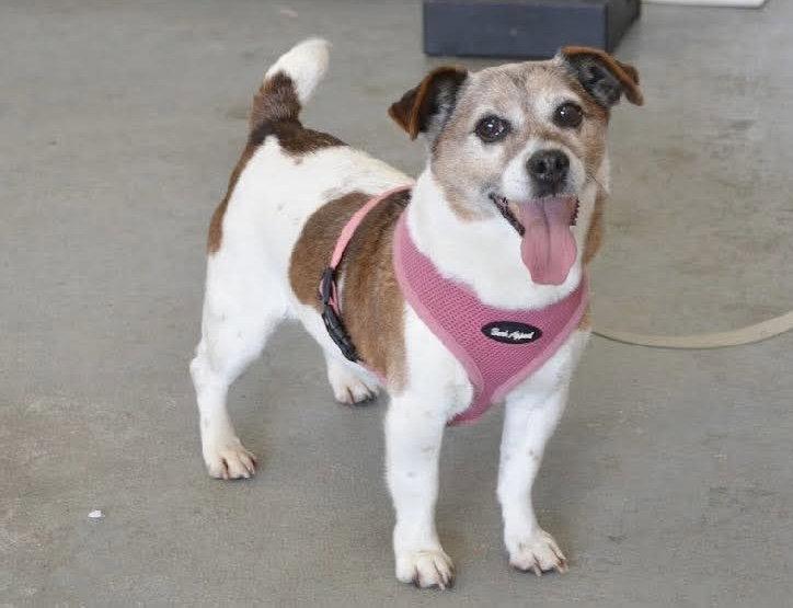 Ellie (Bonded Pair with Freddie), a Adoptable Jack Russell Terrier in Westwood, NJ image 2/3