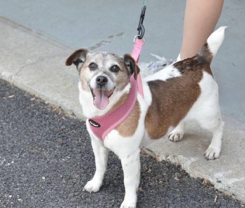 Ellie (Bonded Pair with Freddie), a Adoptable Jack Russell Terrier in Westwood, NJ image 3/3