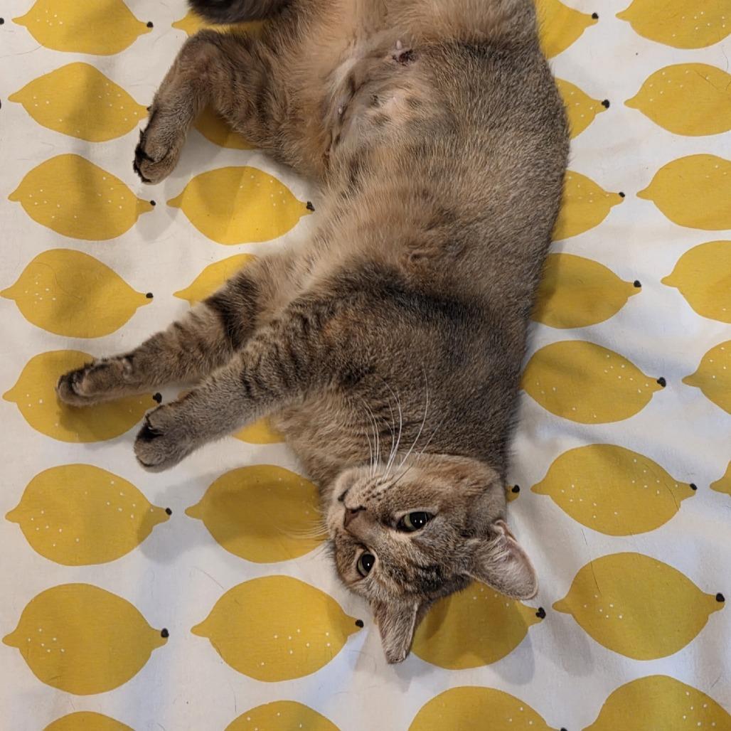 Enlarge Go, a Adoptable Domestic Short Hair in Baltimore, MD image 1/6