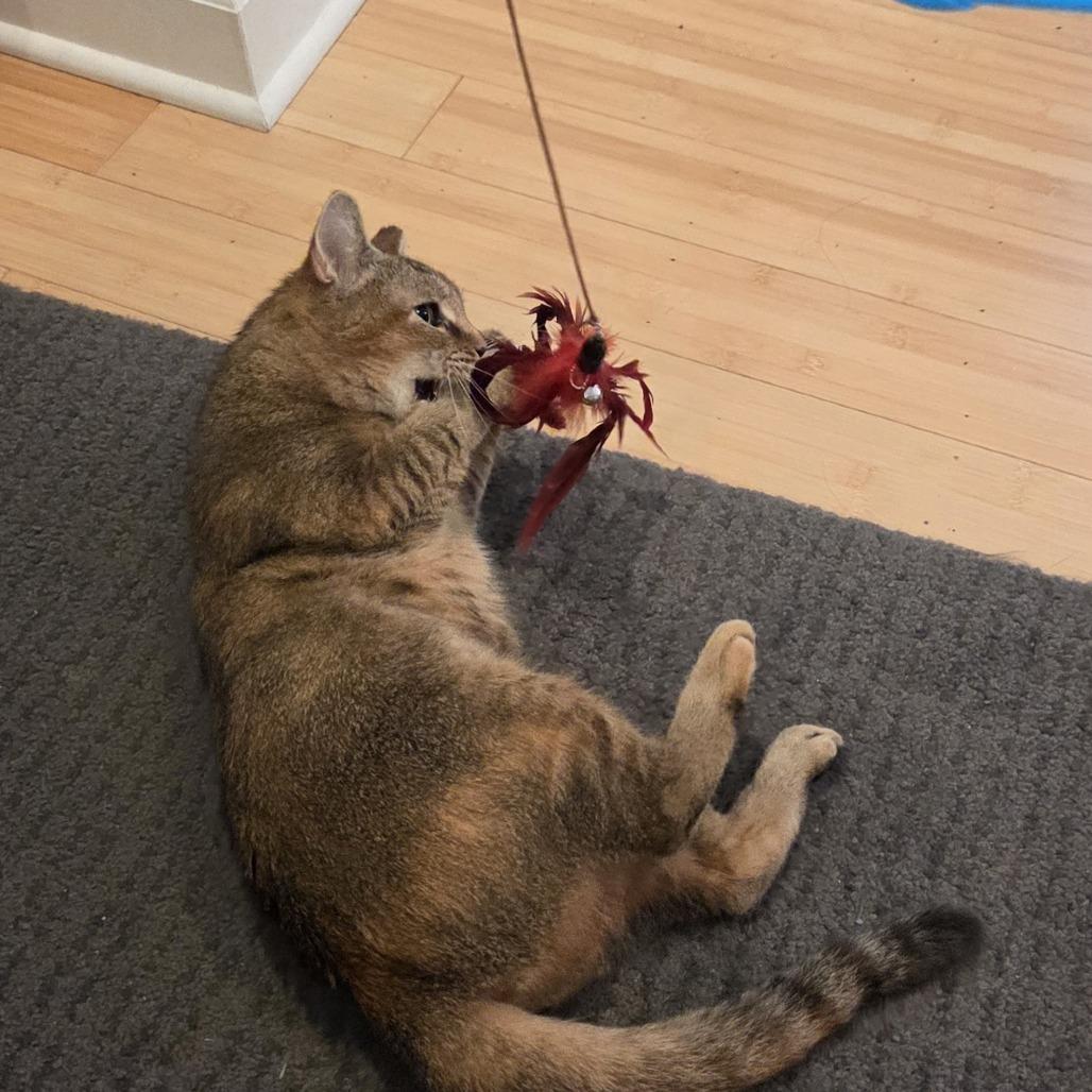 Enlarge Go, a Adoptable Domestic Short Hair in Baltimore, MD image 3/6