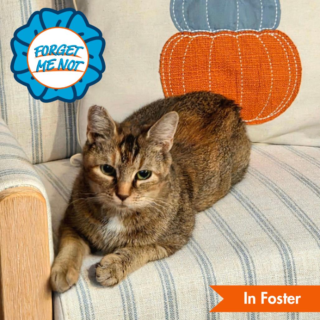 Enlarge Go, a Adoptable Domestic Short Hair in Baltimore, MD image 5/6