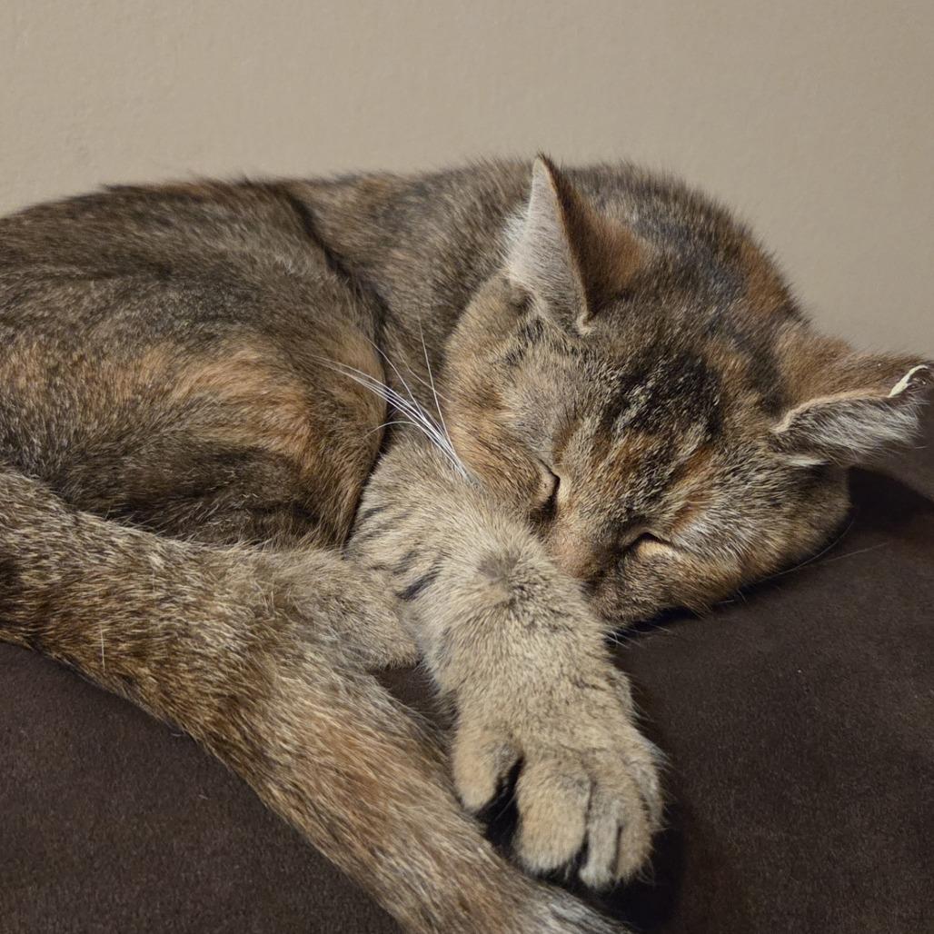 Enlarge Go, a Adoptable Domestic Short Hair in Baltimore, MD image 6/6