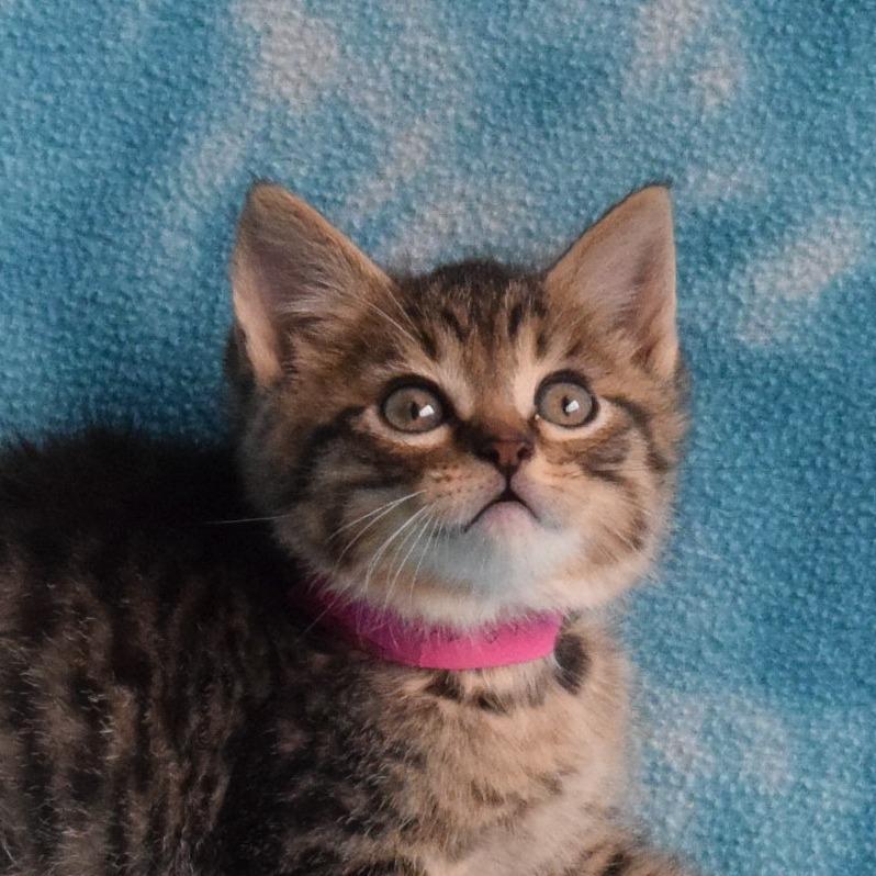 Louis, Adoptable, Kitten Male Domestic Short Hair.