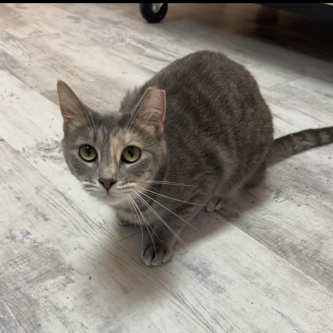 Princess, ADOPTABLE, Young Female Domestic Short Hair.