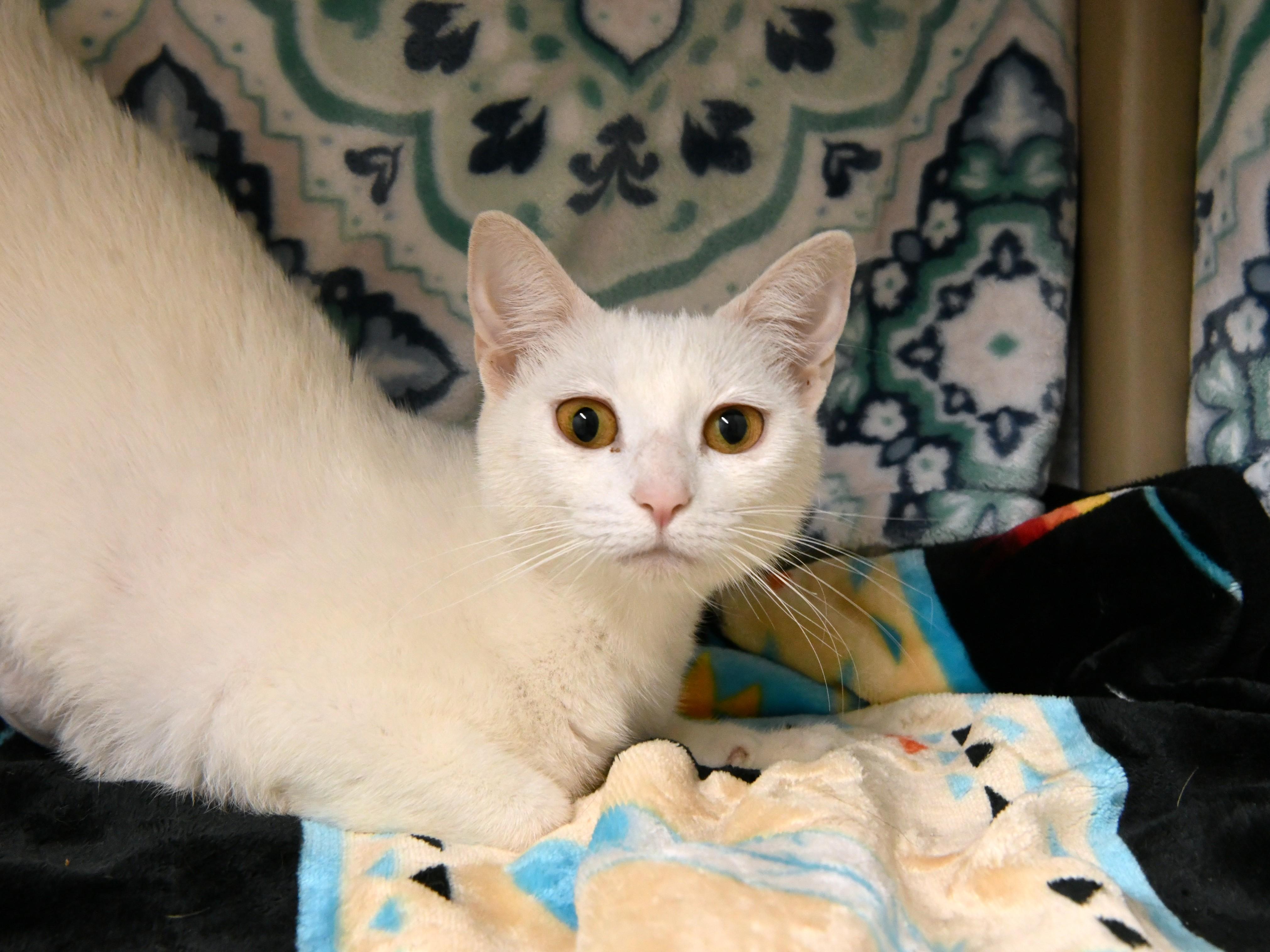Leia, ADOPTABLE, Adult Female Domestic Short Hair.