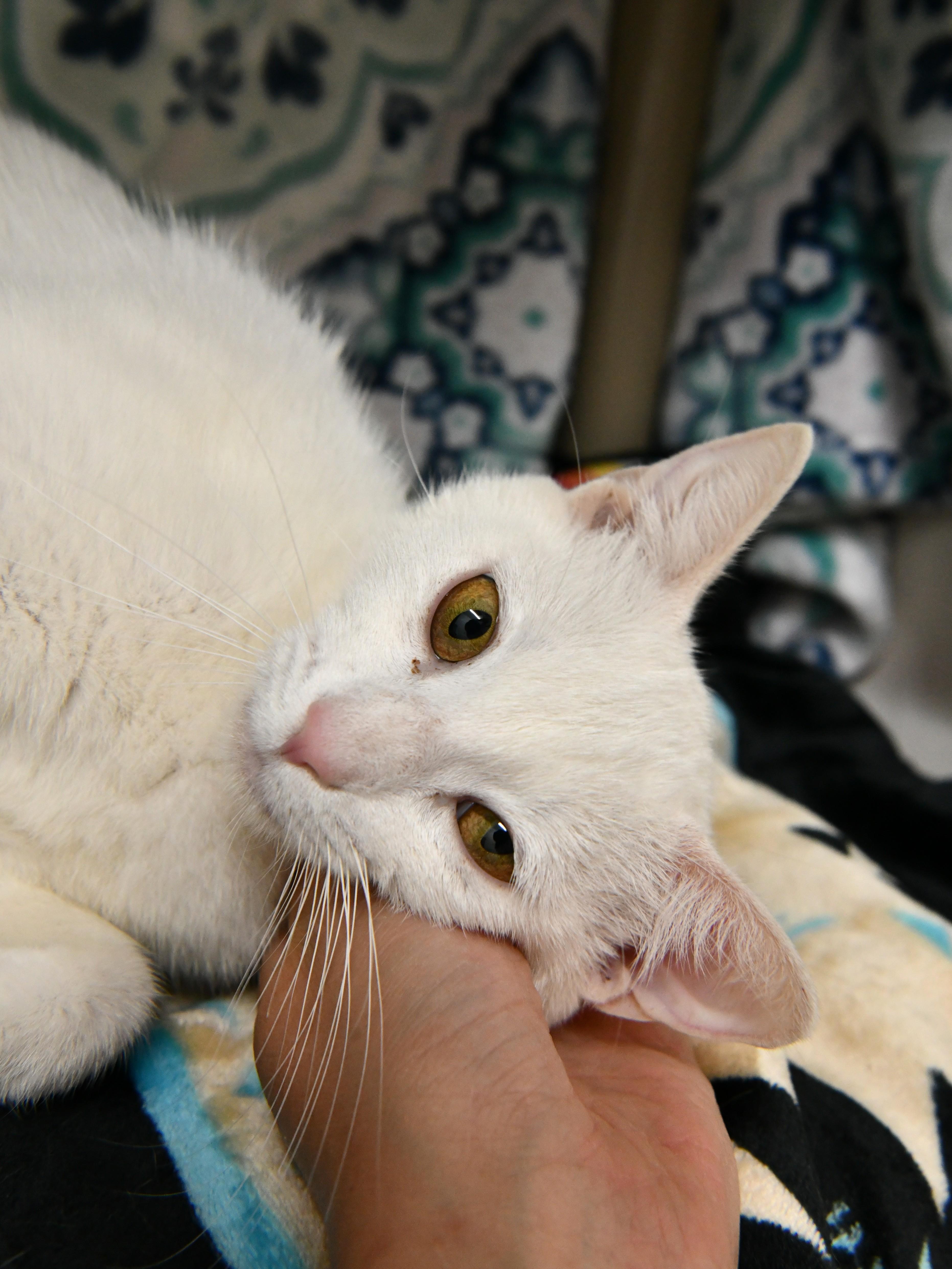 Enlarge Leia, a ADOPTABLE Domestic Short Hair in Fairhope, AL image 2/2