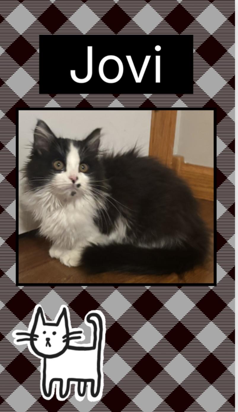 Jovi, adopted, Young Female Domestic Long Hair.
