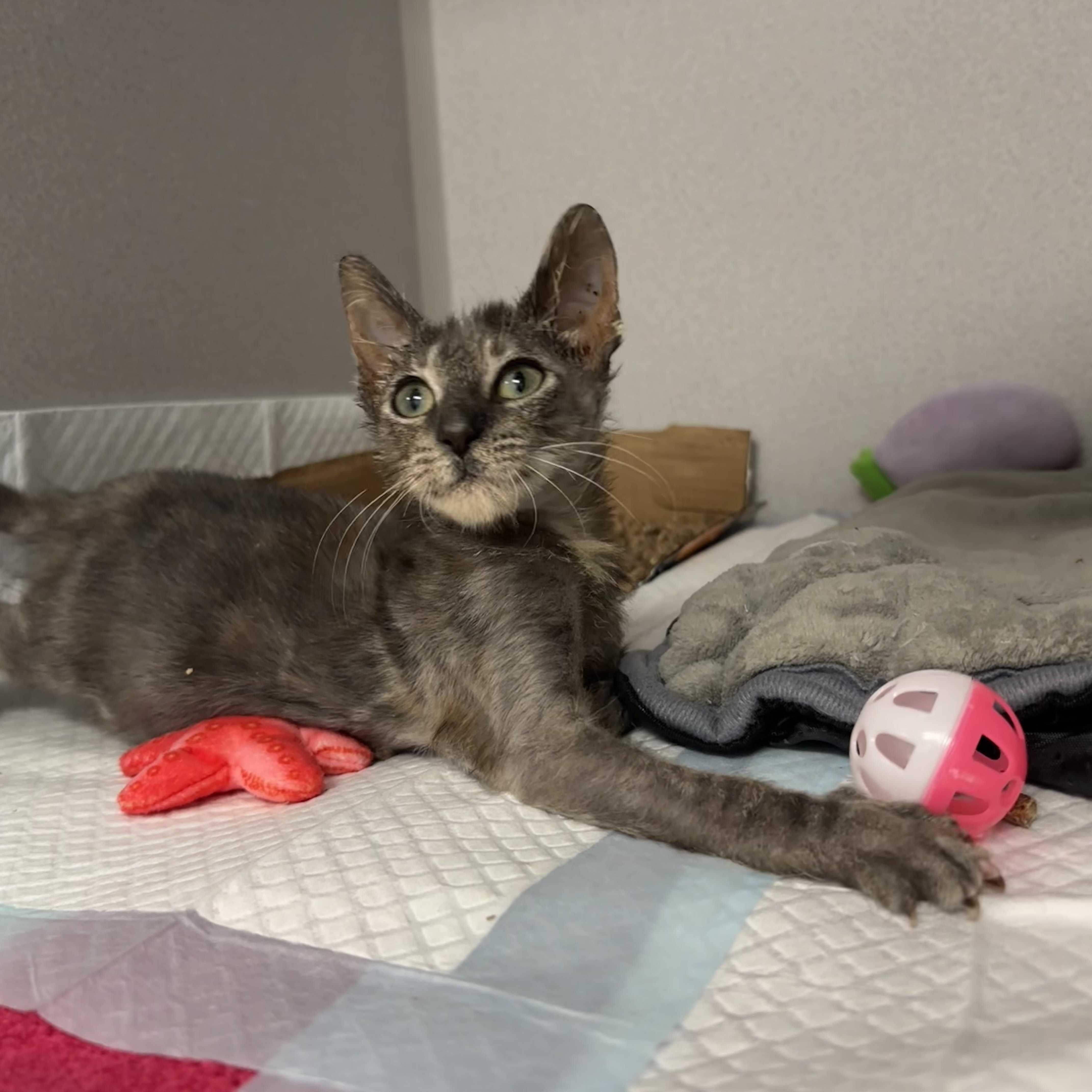 Enlarge Tipsy - Cerebellar Hypoplasia, an adopted Domestic Short Hair in Bear, DE image 3/4