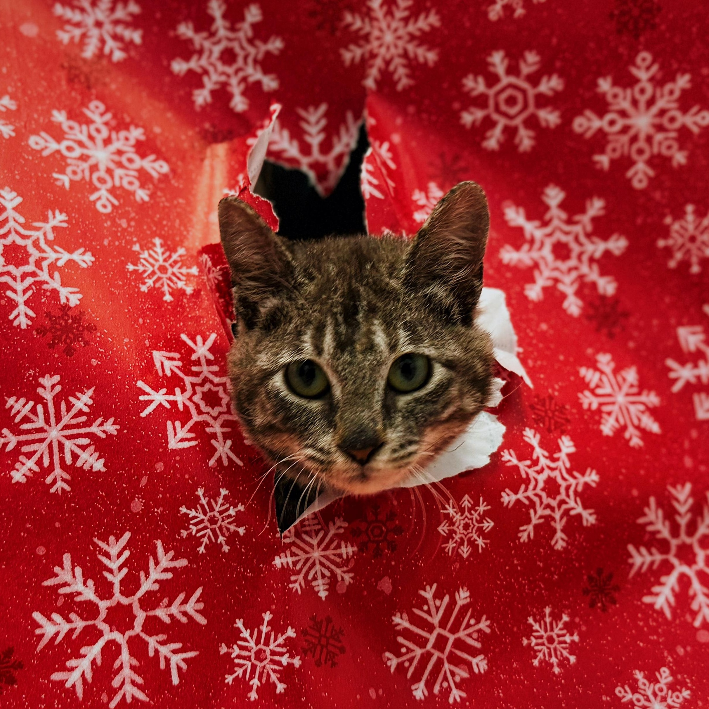 Enlarge Tipsy - Cerebellar Hypoplasia, an adopted Domestic Short Hair in Bear, DE image 1/4
