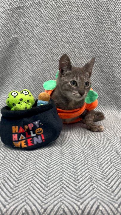 Enlarge Tipsy - Cerebellar Hypoplasia, an adopted Domestic Short Hair in Bear, DE video 4/4