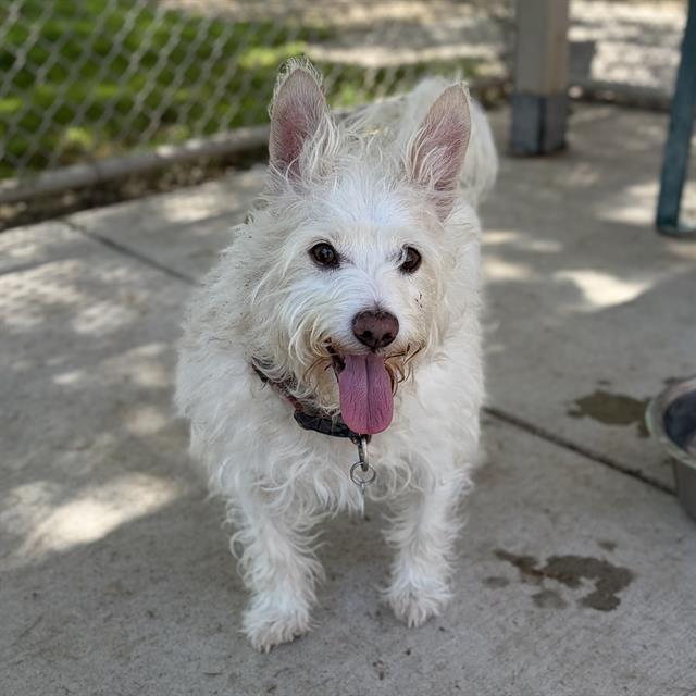 CUTEY, Adoptable, Senior Male West Highland White Terrier / Westie & Norwich Terrier.