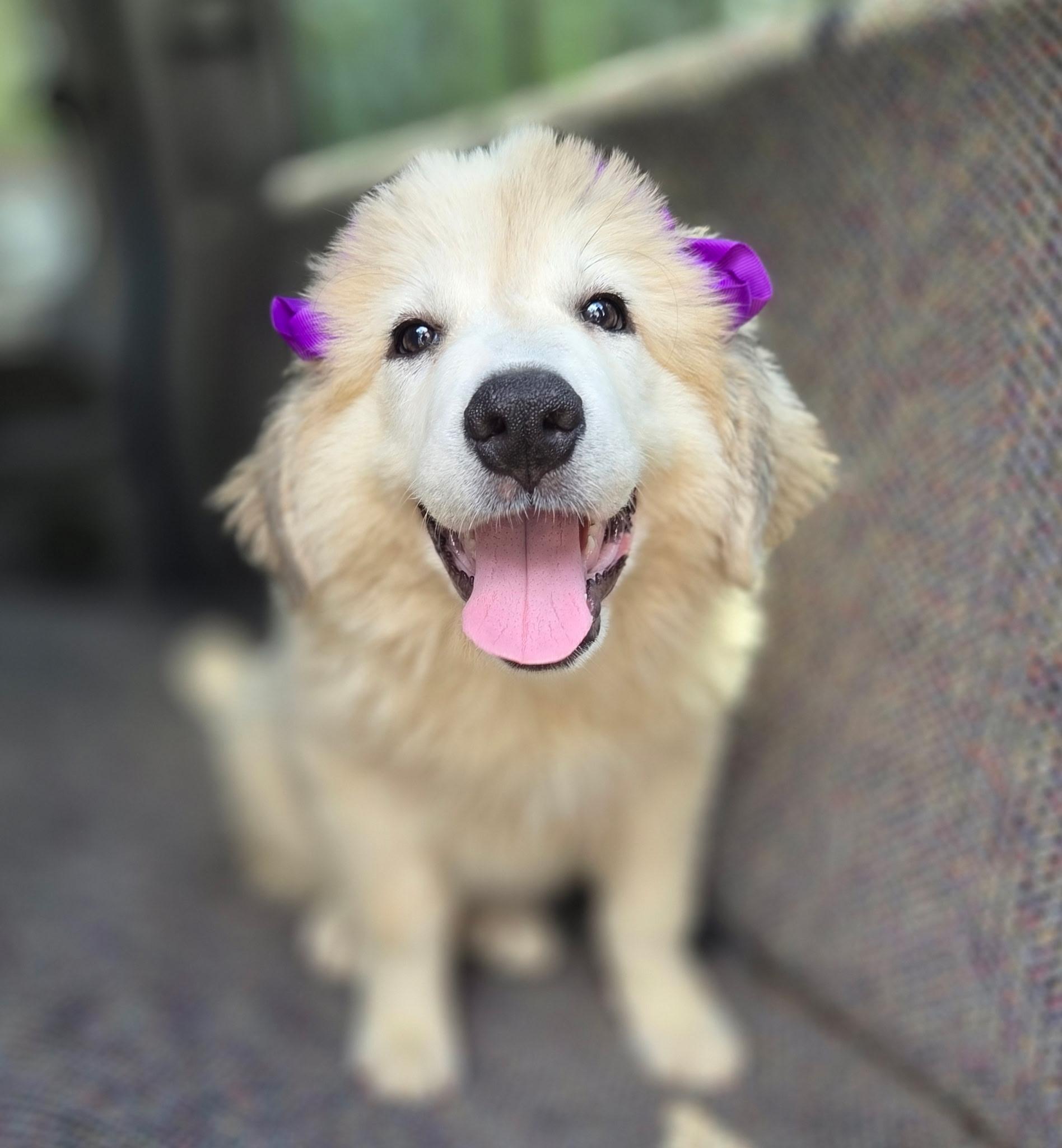 Pearl, Adoptable, Puppy Female Great Pyrenees.