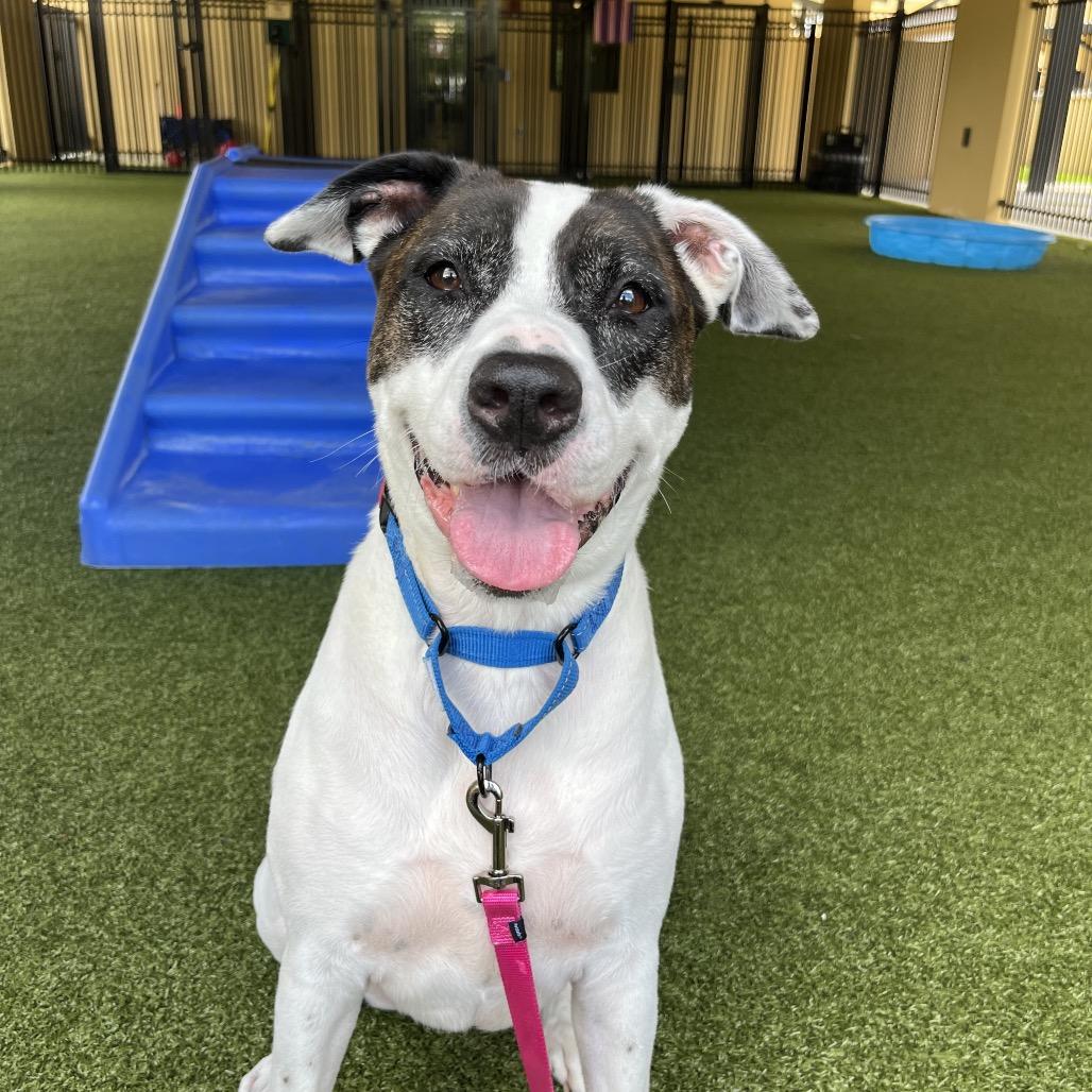 Coco, Adoptable, Adult Female Hound & Mixed Breed.