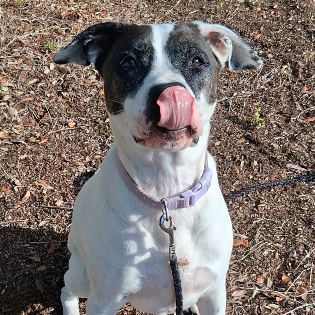 Enlarge Coco, a Adoptable mixed breed in West Palm Beach, FL image 2/6