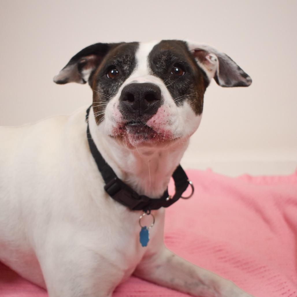 Enlarge Coco, a Adoptable mixed breed in West Palm Beach, FL image 3/6
