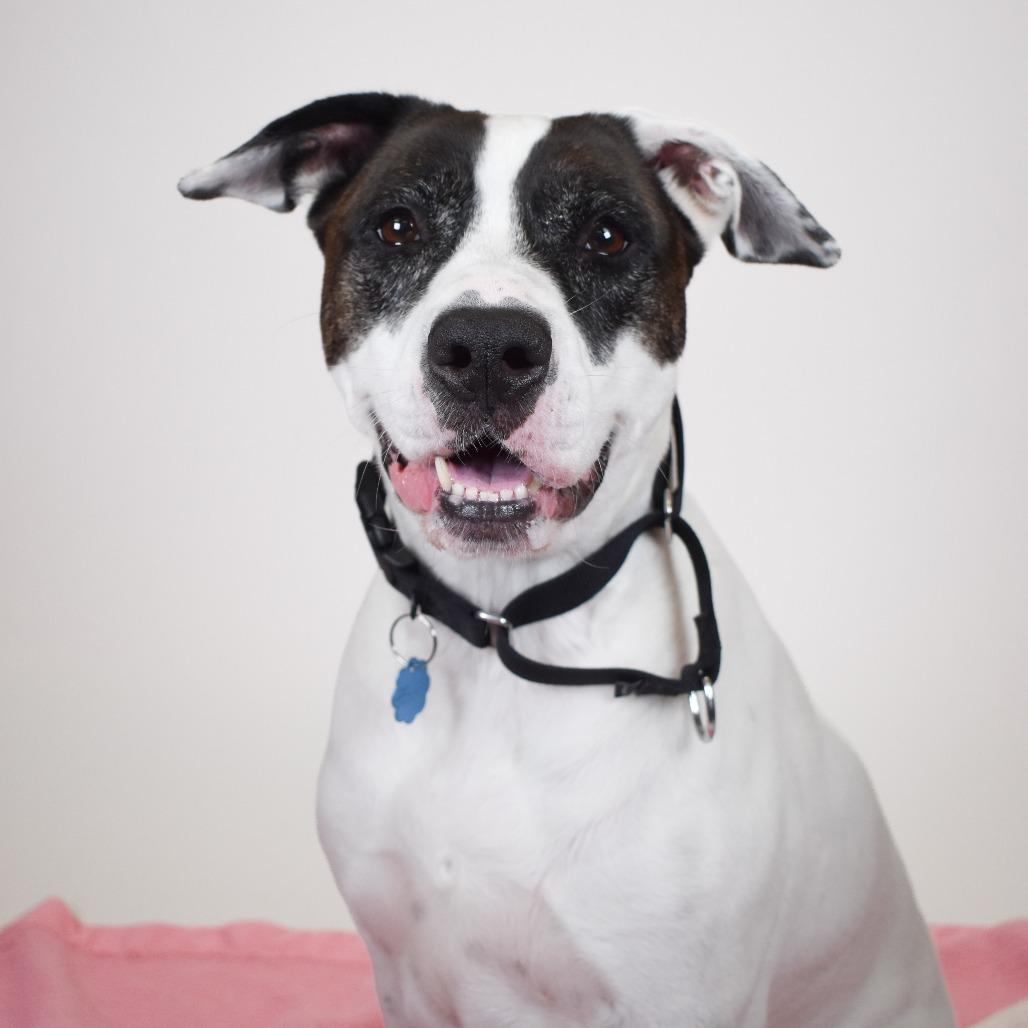 Enlarge Coco, a Adoptable mixed breed in West Palm Beach, FL image 4/6