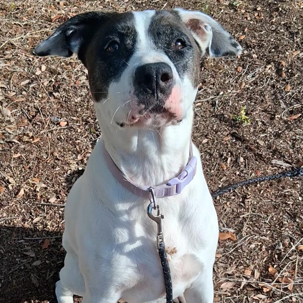 Enlarge Coco, a Adoptable mixed breed in West Palm Beach, FL image 5/6