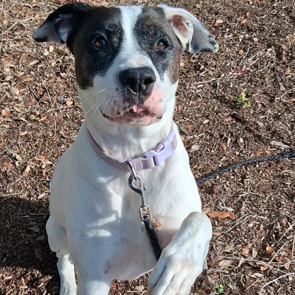Enlarge Coco, a Adoptable mixed breed in West Palm Beach, FL image 6/6