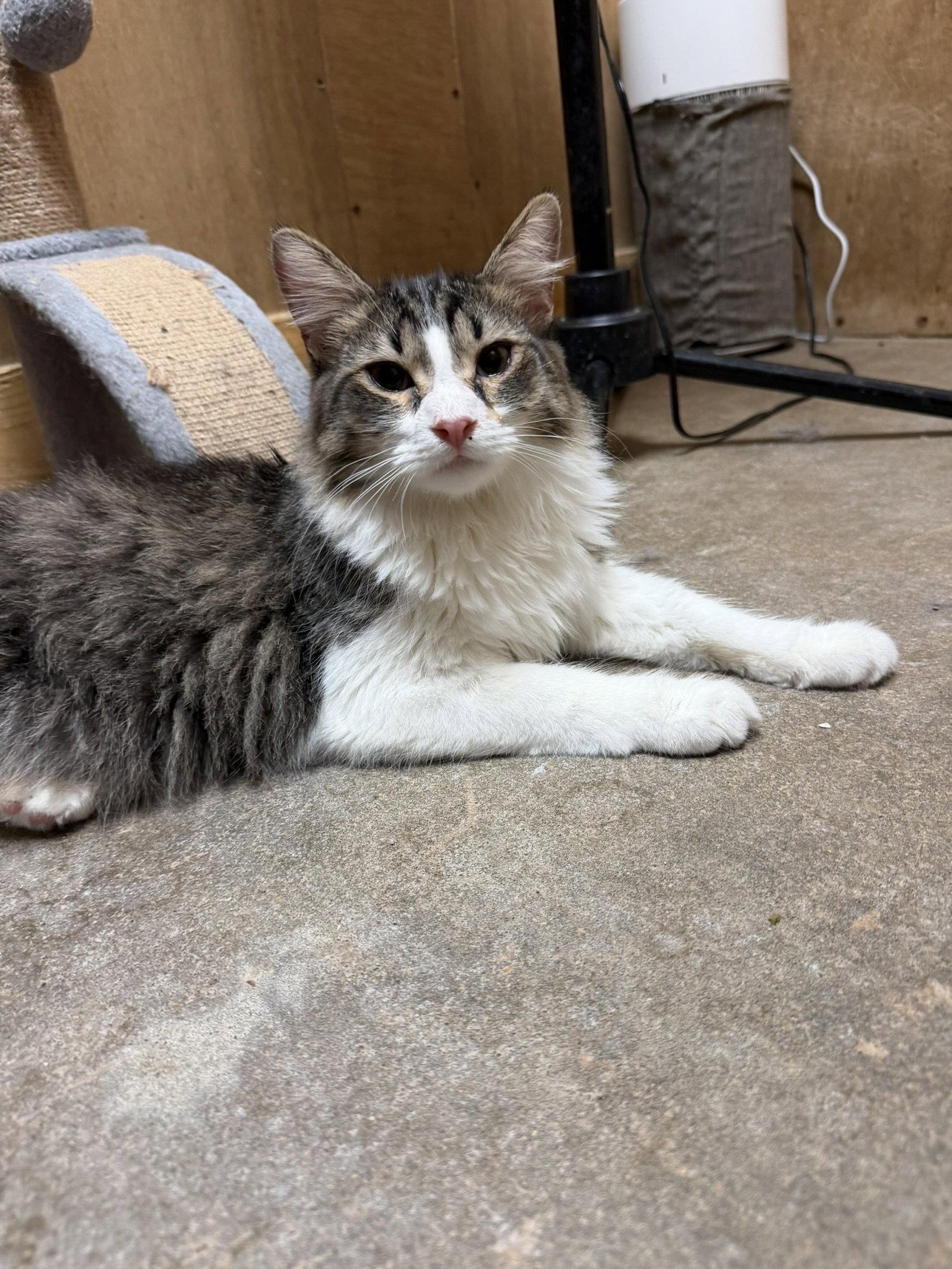 Albert, Adopted, Young Male Domestic Short Hair.